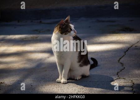 Goiania, Goias, Brésil – le 14 janvier 2022 : un joli chat tabby assis sur un sol en béton et regardant sur le côté. Banque D'Images