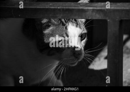 Goiania, Goias, Brésil – 14 janvier 2022 : gros plan sur le visage d'un chat tabby mignon, en noir et blanc. Banque D'Images