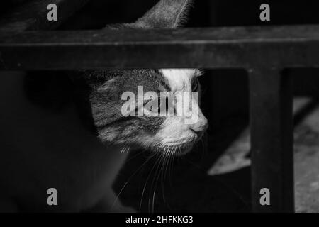 Goiania, Goias, Brésil – 14 janvier 2022 : gros plan sur le visage d'un chat tabby mignon, en noir et blanc. Banque D'Images