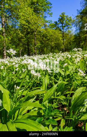 Fleurs d'ail sauvages fleuries sur un pré ensoleillé Banque D'Images