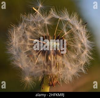 Une tête de semence de pissenlit complet (Taraxacum) (horloge de pissenlit) alignée au centre de l'image. Banque D'Images