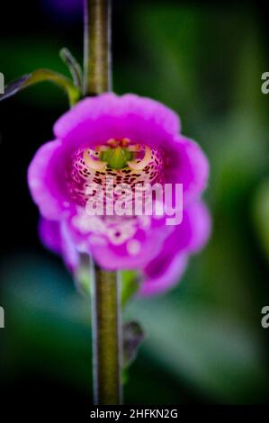 Une image rapprochée d'une fleur rose de Foxglove (Digitalis) qui pousse dans un jardin du Yorkshire de l'est, en Angleterre Banque D'Images