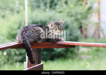 Chat drôle assis sur une rambarde en bois à l'extérieur Banque D'Images