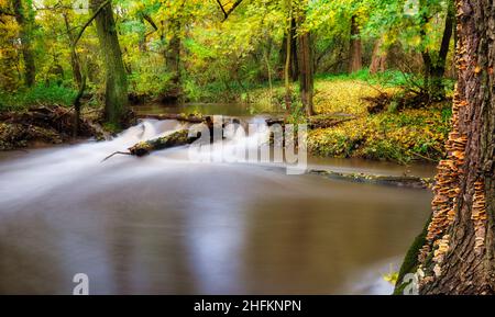 Automne forêt rivière creek paysage.River creek dans le parc d'automne.Parc d'automne rivière creek Banque D'Images