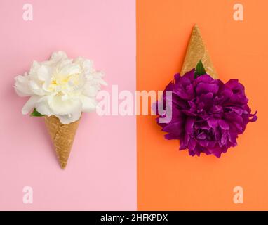 Fleur de pivoine blanche et rose dans une tasse de glace gaufrée sur un fond coloré.Concept printemps et été, minimalisme. Banque D'Images