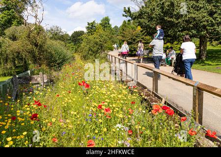 Une émeute de fleurs sauvages en été à Golden Acre Park, Leeds, West Yorkshire UK Banque D'Images