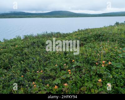 Champ avec des buissons de mûres orangées jaunes, Rubus chamaemorus poussant sur les rives du lac arctique de Gieddavvre en Laponie suédoise à Banque D'Images