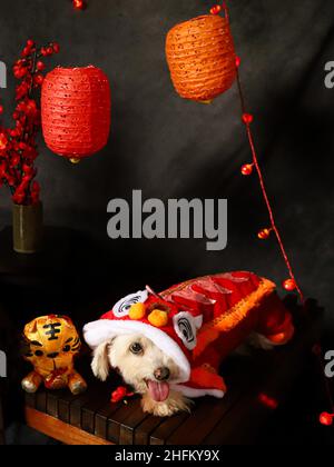 Chien maltais en costume chinois de danse du lion pour le nouvel an chinois Banque D'Images