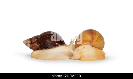 Deux jeunes Archachina marginata ou escargot géant ouest-africain se rapprochent les uns des autres.Yeux vers le haut. Isolé sur un fond blanc. Banque D'Images