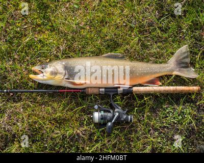 Staloluokta, Norrbotten, Suède, Agust 13, 2021 : capture de trophées de gros poissons.L'omble ou charr arctique, Salvelinus alpinus, est situé sur la végétation verte à côté Banque D'Images