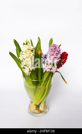 Composition de fleurs parfumées au printemps avec des jacinthes pourpres, blanches et roses dans un vase en verre transparent sur fond blanc Banque D'Images