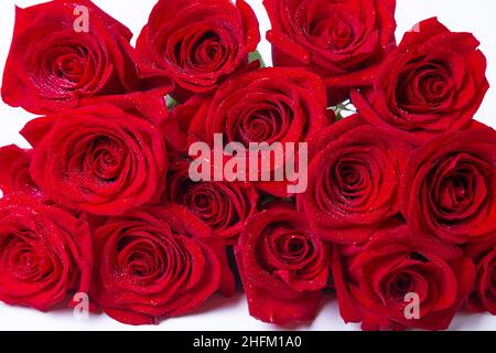 Bouquet de roses rouges (bordeaux) sur fond blanc. Gouttes d'eau. Gros plan. Banque D'Images