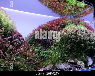 Aquarium Aquascape avec diverses plantes d'eau douce.Plantes d'eau douce vertes et rouges. Banque D'Images