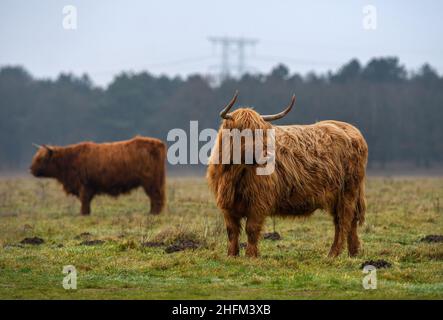 Bovins écossais à poil long dans le champ Banque D'Images