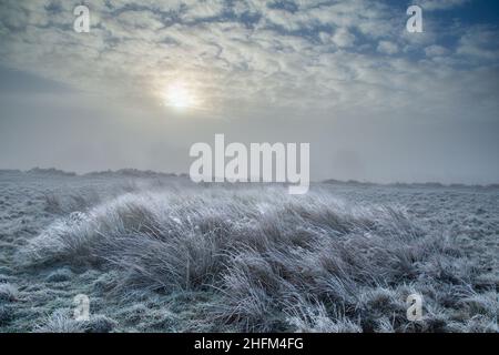 Herbes gelées sur Baildon Moor dans le Yorkshire, Angleterre. Banque D'Images