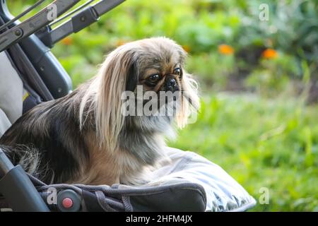 Jeune chien pékinois en plein air assis dans une poussette de bébé sur fond vert d'herbe d'été. Banque D'Images