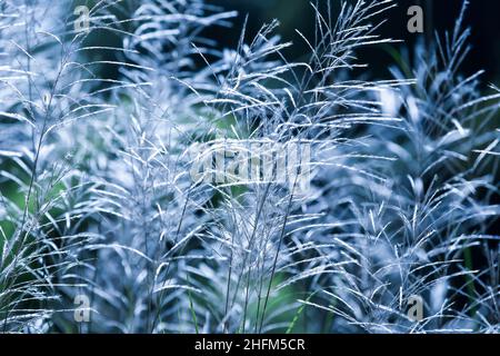 Fleurs de la canne blanche en fleurs le matin de l'été.Fleurs de canne blanches contre l'ombre dans les fonds.Mise au point douce sur les fleurs.Gros plan. Banque D'Images