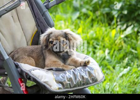 Jeune chien pékinois en plein air assis dans une poussette de bébé sur fond vert d'herbe d'été. Banque D'Images