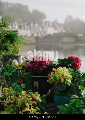 Le paysage de jardin de microclimat tempéré d'été de Plockton et Loch Carron à Lochalsh, Wester Ross, West Highlands Scotland, Royaume-Uni Banque D'Images