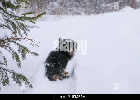 Petit chien noir courant le long de la route dans le village en hiver. Banque D'Images