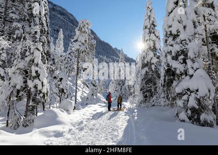 Mère et fils tirant des luges dans un magnifique paysage d'hiver dans la vallée de Krnica, en Slovénie Banque D'Images