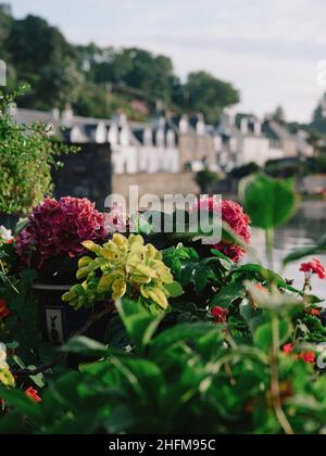 Le paysage de jardin de microclimat tempéré d'été de Plockton et Loch Carron à Lochalsh, Wester Ross, West Highlands Scotland, Royaume-Uni Banque D'Images