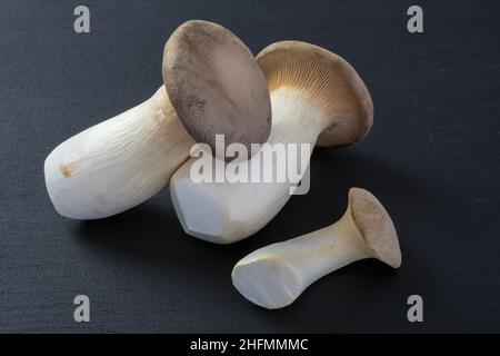 Champignons huître roses isolés sur fond blanc, Pleurotus citrinopileatus, frais et crus Banque D'Images