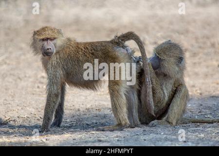 Toilettage des babouins d'olive (Papio anubis), Parc national de Tarangire, Tanzanie, Afrique. Banque D'Images