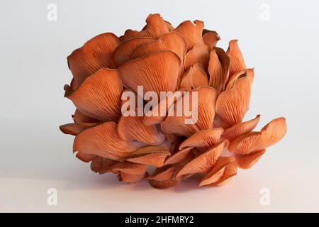 Champignons huître roses isolés sur fond blanc, Pleurotus citrinopileatus, frais et crus Banque D'Images