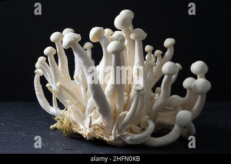 Shimeji, champignons blancs à coquille, gros plan, isolés sur fond noir, Hypsizygus testsellates, frais et crus Banque D'Images