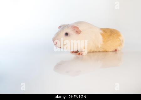 Cobaye isolé sur fond blanc.cobaye domestique. Banque D'Images