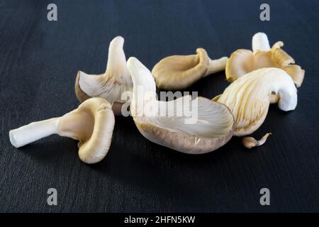 Champignons d'huîtres gros plan sur fond noir, Pleurotus ostreatus, champignons comestibles champignons frais crus Banque D'Images