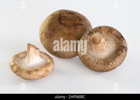 Champignons d'huîtres gros plan sur fond blanc, champignons comestibles Banque D'Images