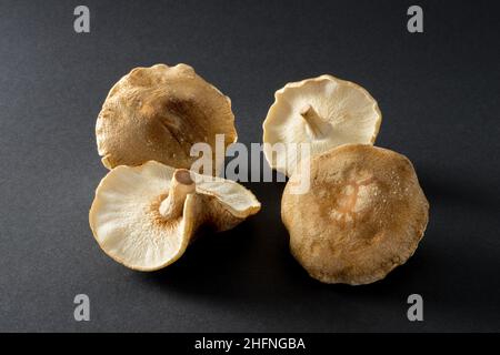 shiitake champignon sur fond noir Banque D'Images