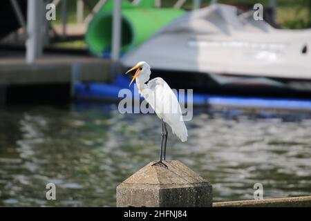 Great White Egret perchée et jolie au bord du lac Banque D'Images