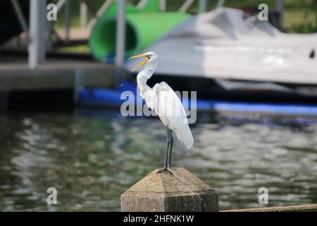 Great White Egret perchée et jolie au bord du lac Banque D'Images