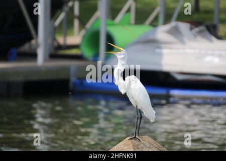 Great White Egret perchée et jolie au bord du lac Banque D'Images