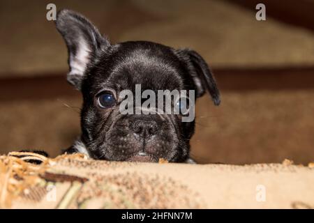 Un drôle de chien de taureau français de couleur noire sort de derrière un abri.Portrait en gros plan. Banque D'Images