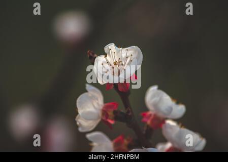 Gros plan d'un abricot rouge blanc sur une petite branche au crépuscule avec un fond vert.La fleur au milieu de l'image avec beaucoup de pistils dedans Banque D'Images