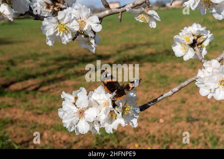 Gros plan des fleurs blanches d'un amandier, Prunus dulcis, avec un grand papillon, Danaus gilippus, perché sur ses fleurs à l'aube par temps ensoleillé.JE Banque D'Images