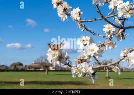 Gros plan des fleurs blanches d'un amandier, Prunus dulcis, avec un grand papillon, Danaus gilippus, perché sur ses fleurs à l'aube par temps ensoleillé.JE Banque D'Images