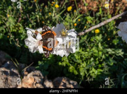 Gros plan des fleurs blanches d'un amandier, Prunus dulcis, avec un grand papillon, Danaus gilippus, perché sur ses fleurs à l'aube par temps ensoleillé.JE Banque D'Images