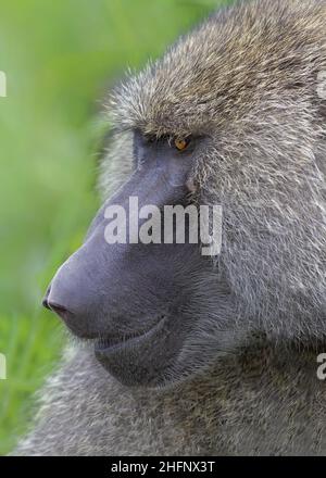 Portrait de babouin d'olive (Papio anubis), également appelé babouin d'Anubis, cratère de Ngorongoro, Tanzanie, Afrique. Banque D'Images