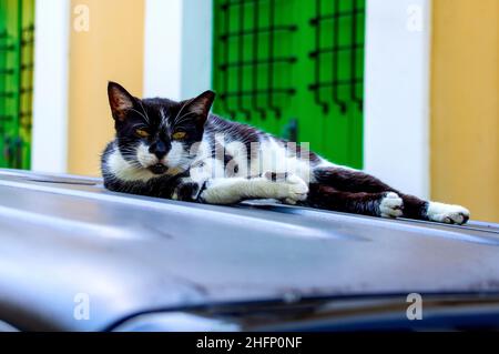 Chat noir et blanc parasite à San Juan Porto Rico Banque D'Images