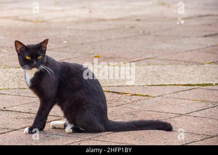 Chat noir et blanc parasite à San Juan Porto Rico Banque D'Images