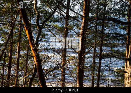 Vue sur la mer à travers les troncs de pins par une belle journée d'hiver. Banque D'Images