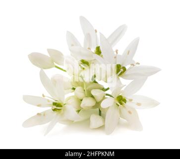 Fleurs d'ail sauvages isolées sur fond blanc Banque D'Images