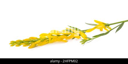 Fleurs de balai de Dyer isolées sur fond blanc Banque D'Images