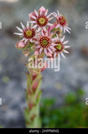 Plante vivace de houseleek commune dans une montagne Banque D'Images