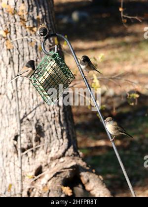 Des juncos aux yeux noirs doux se rassemblent dans un mangeoire à oiseaux de suet. Banque D'Images
